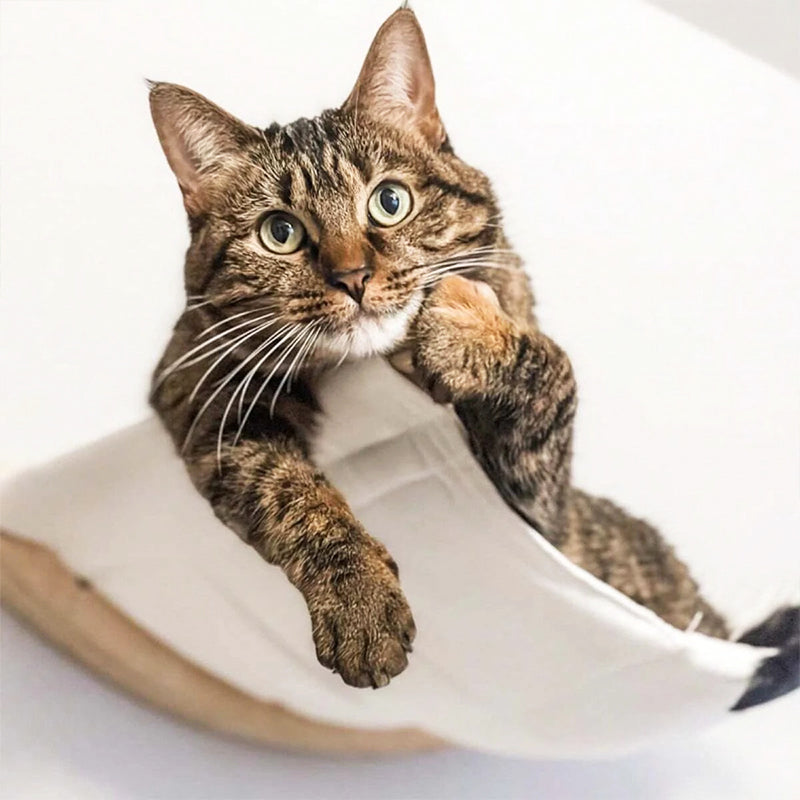 Hamac Chat Fixation Murale | Misty